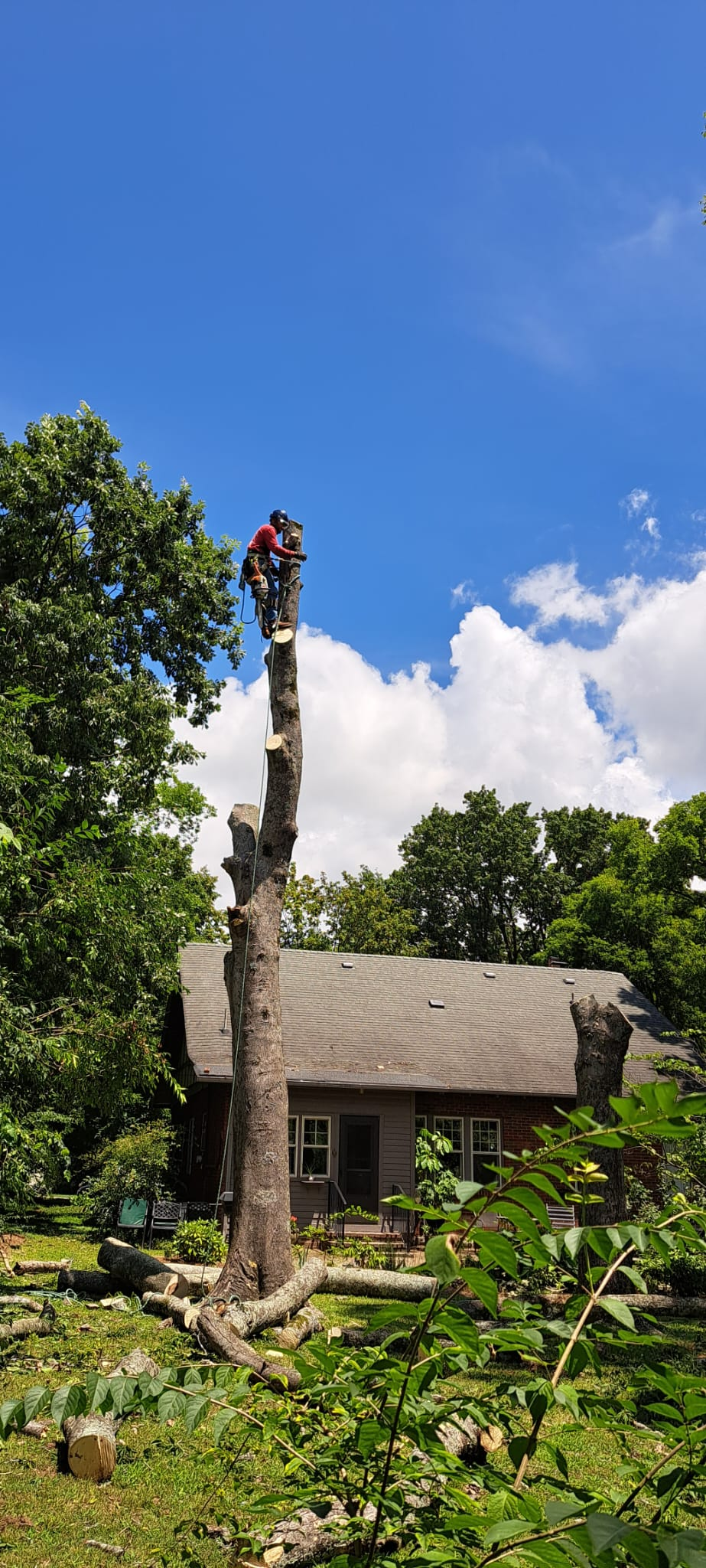 Professional tree service equipment